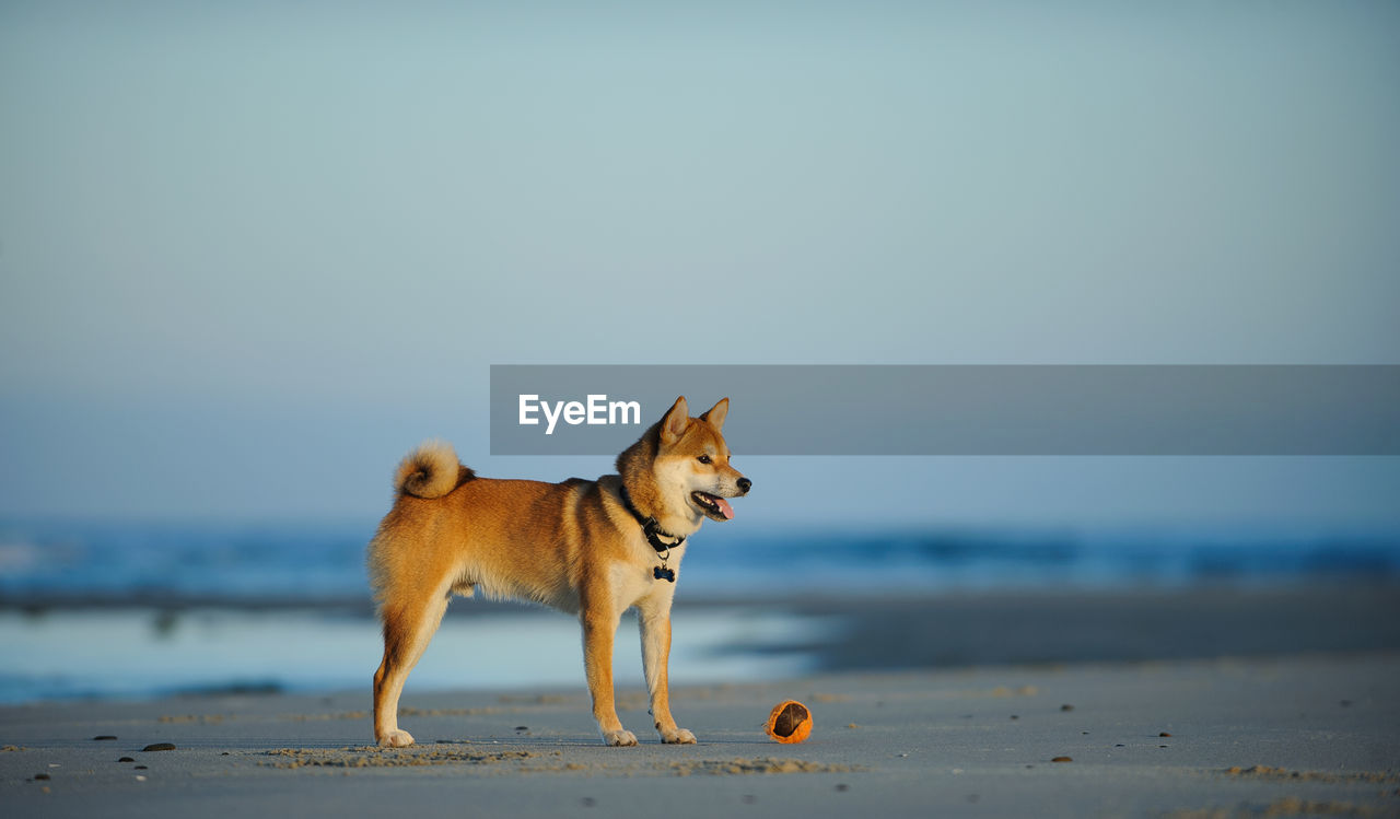 DOG ON SANDY BEACH