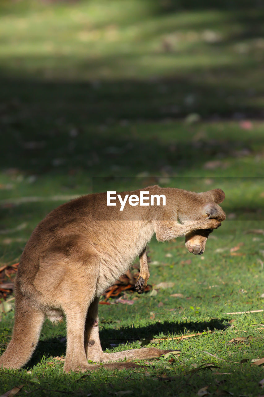 Pretty face or whiptail wallaby scratching its ears