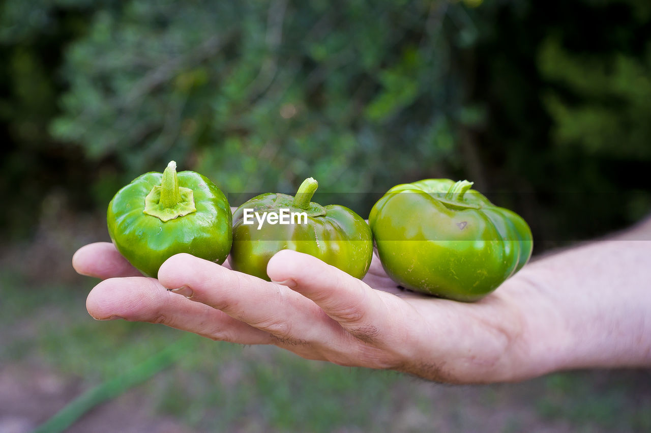 CROPPED IMAGE OF HAND HOLDING FRUIT