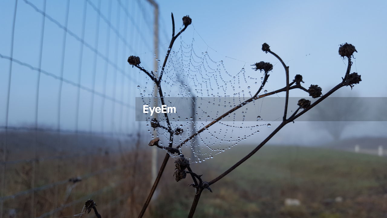 CLOSE-UP OF WET SPIDER WEB ON PLANTS