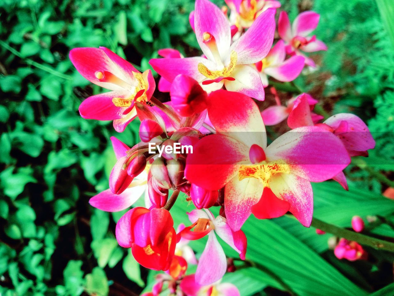 CLOSE-UP OF PINK FLOWERING PLANTS