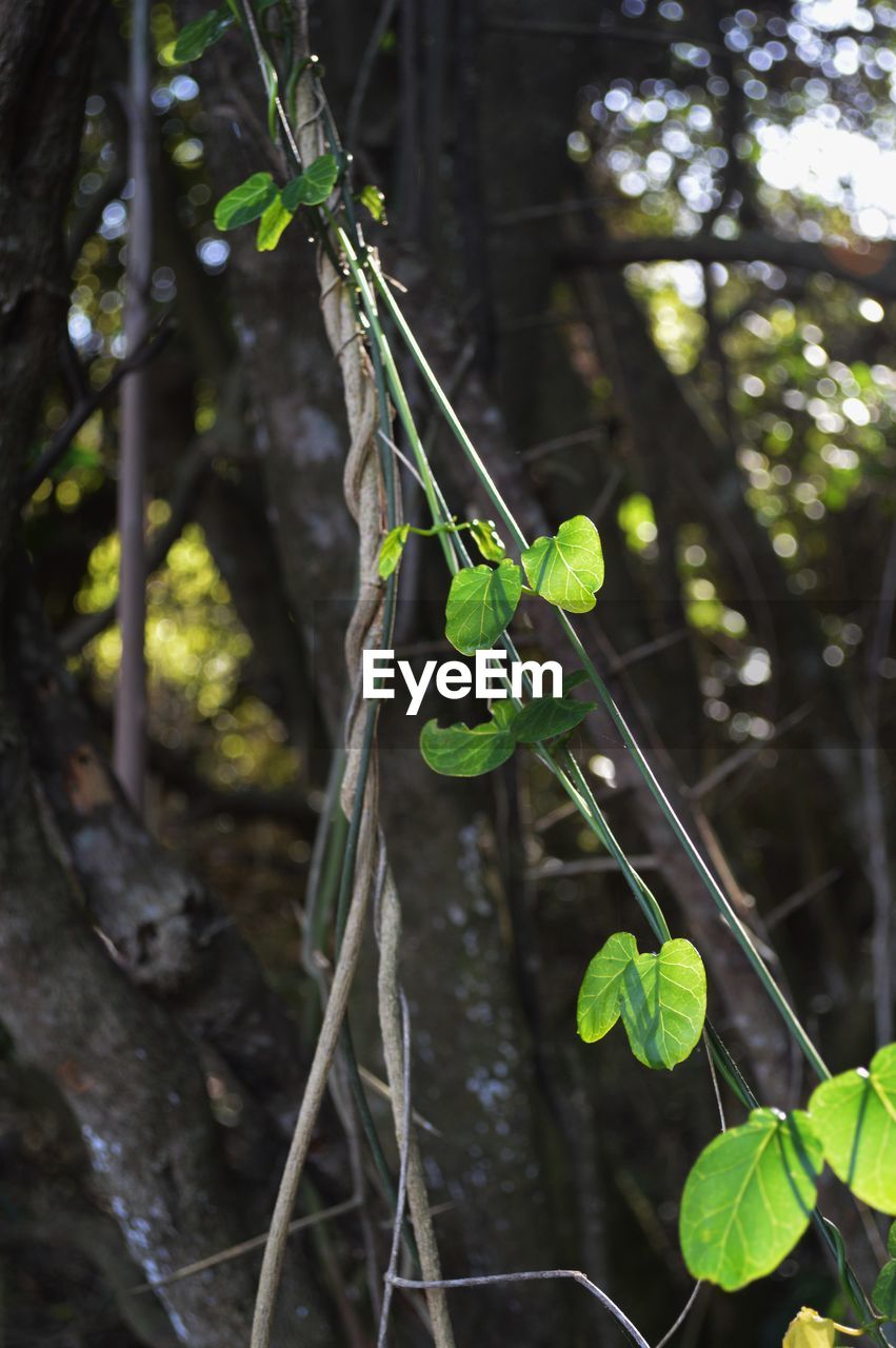 CLOSE-UP OF PLANT GROWING ON TREE