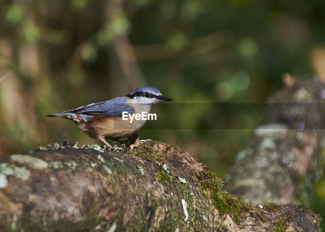 animal themes, animal, animal wildlife, bird, nature, wildlife, one animal, sunbeam, perching, tree, multi colored, pattern, full length, songbird, selective focus, rock, surface level, tree trunk, plant, side view, focus on foreground, beak, trunk, beauty in nature, branch, no people, outdoor pursuit, close-up, environment, meadow, grass, outdoors, colored background, landscape, wood, day, plain, portrait, sunny, sitting, sunlight, springtime, black, activity, moss, field, land, standing, cut out, forest, lichen, insect, copy space, winter, looking at camera, eating, green background, brown, motion, emergence, food, food and drink, deciduous tree