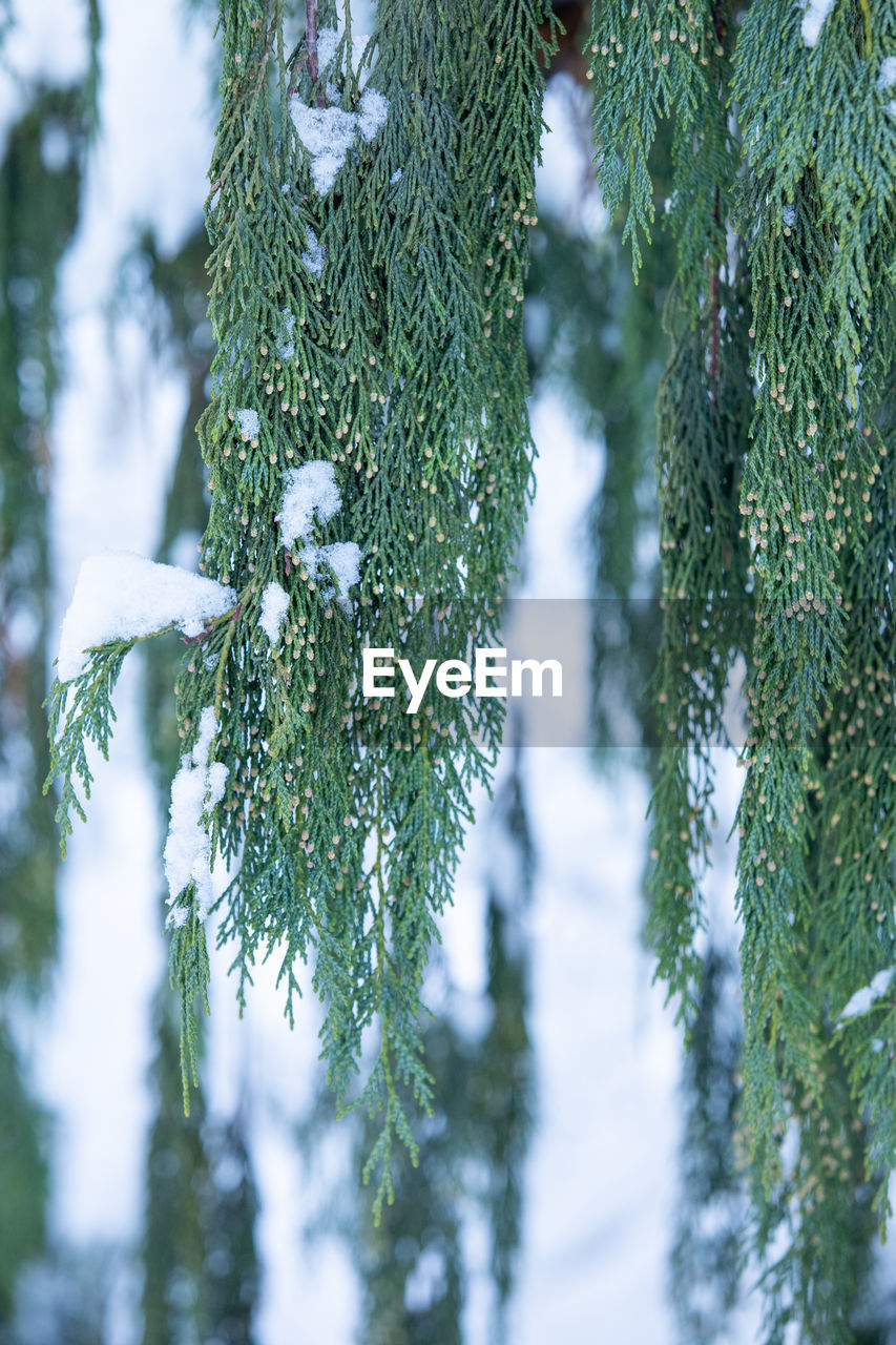 tree, plant, branch, green, forest, nature, coniferous tree, pinaceae, pine tree, beauty in nature, leaf, winter, fir, snow, no people, spruce, cold temperature, day, growth, environment, sunlight, frost, outdoors, land, woodland, tranquility, freezing, low angle view, selective focus, pine woodland, scenics - nature, fir tree, focus on foreground, frozen, plant part, close-up