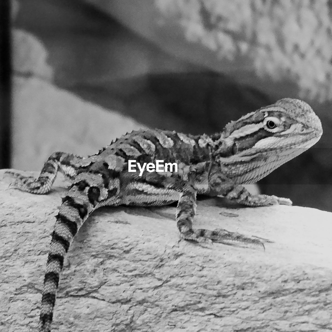 SIDE VIEW OF LIZARD ON ROCK
