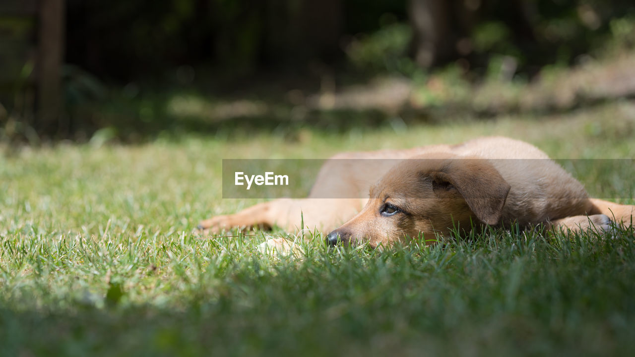 Dog resting on grassy field