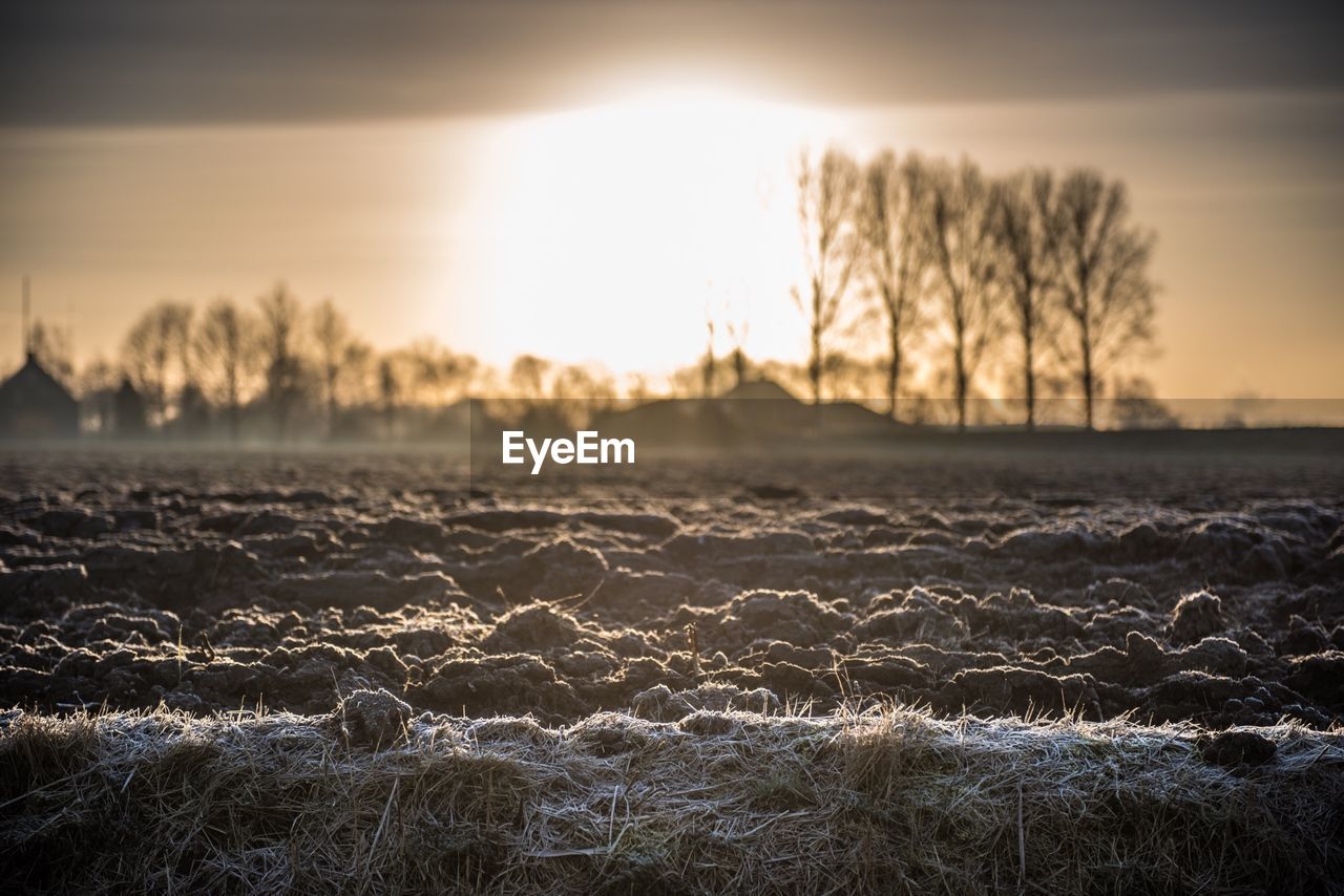 SUN SHINING THROUGH TREES ON FIELD