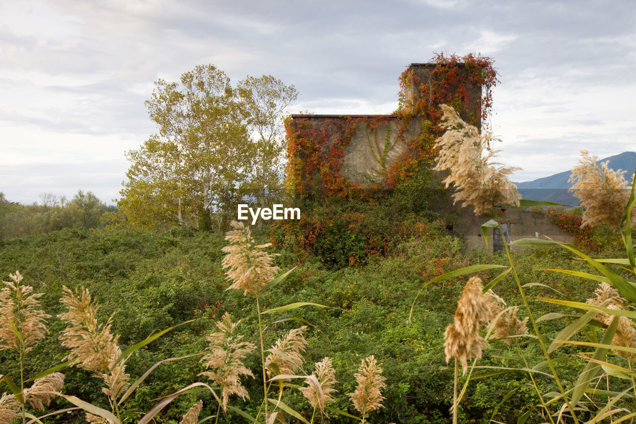 Plants growing on field against sky