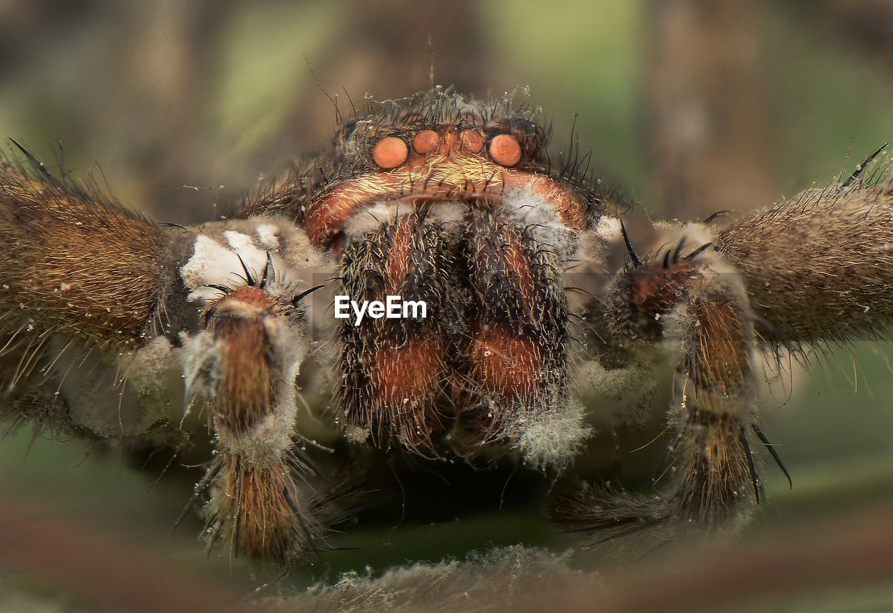 close-up of spider on web