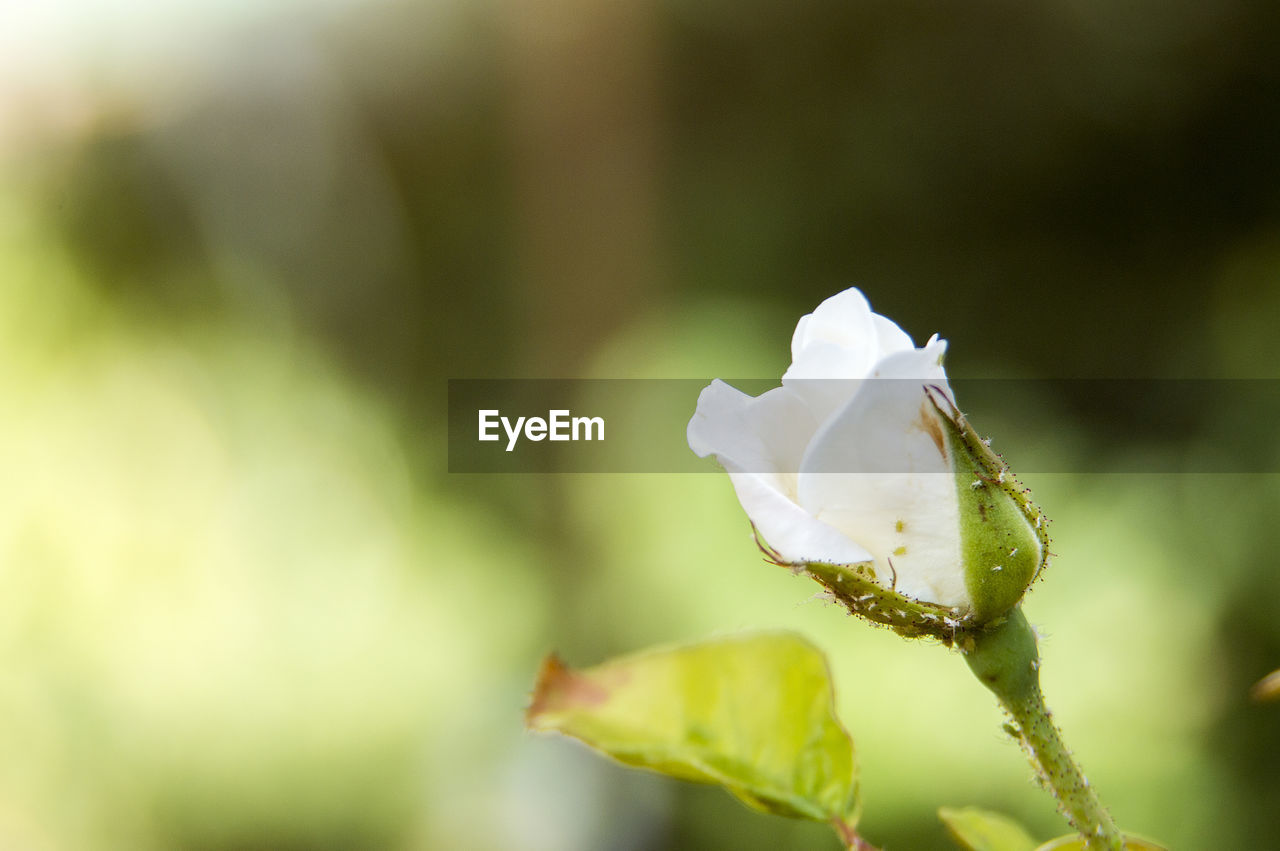 Close-up of flowers against blurred background