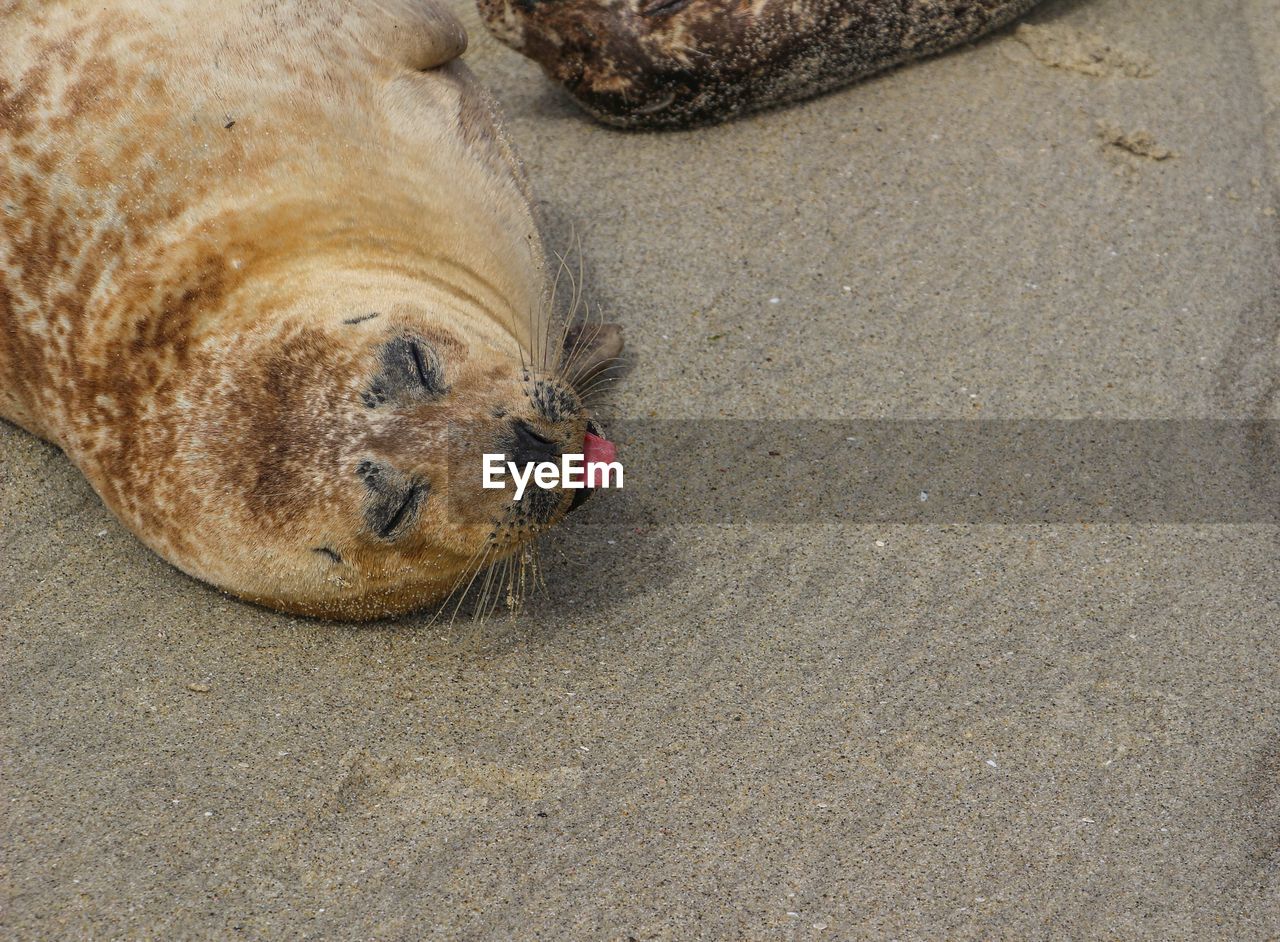 Sea lion on sand