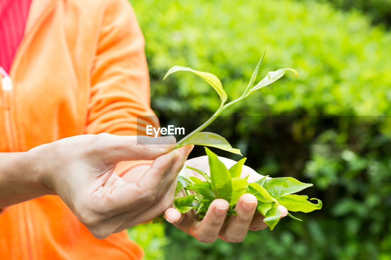 human hand, hand, holding, plant, real people, focus on foreground, leaf, human body part, plant part, one person, growth, nature, green color, lifestyles, midsection, day, close-up, body part, orange color, outdoors, finger, human limb