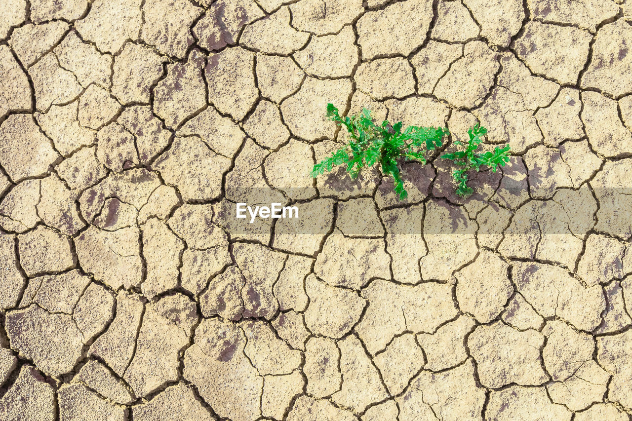 HIGH ANGLE VIEW OF CRACKED LAND ON DRY LEAVES