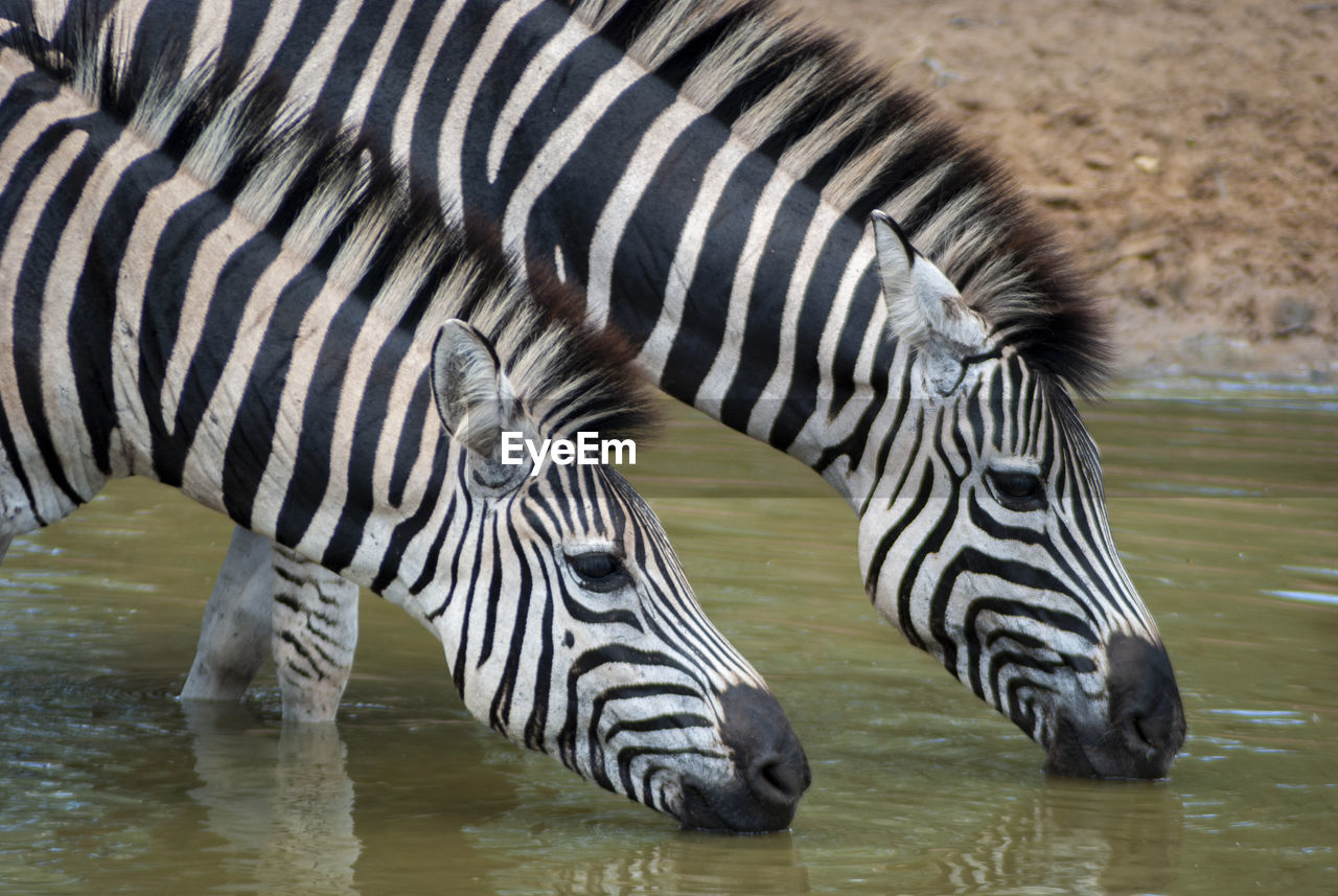 View of zebra drinking water