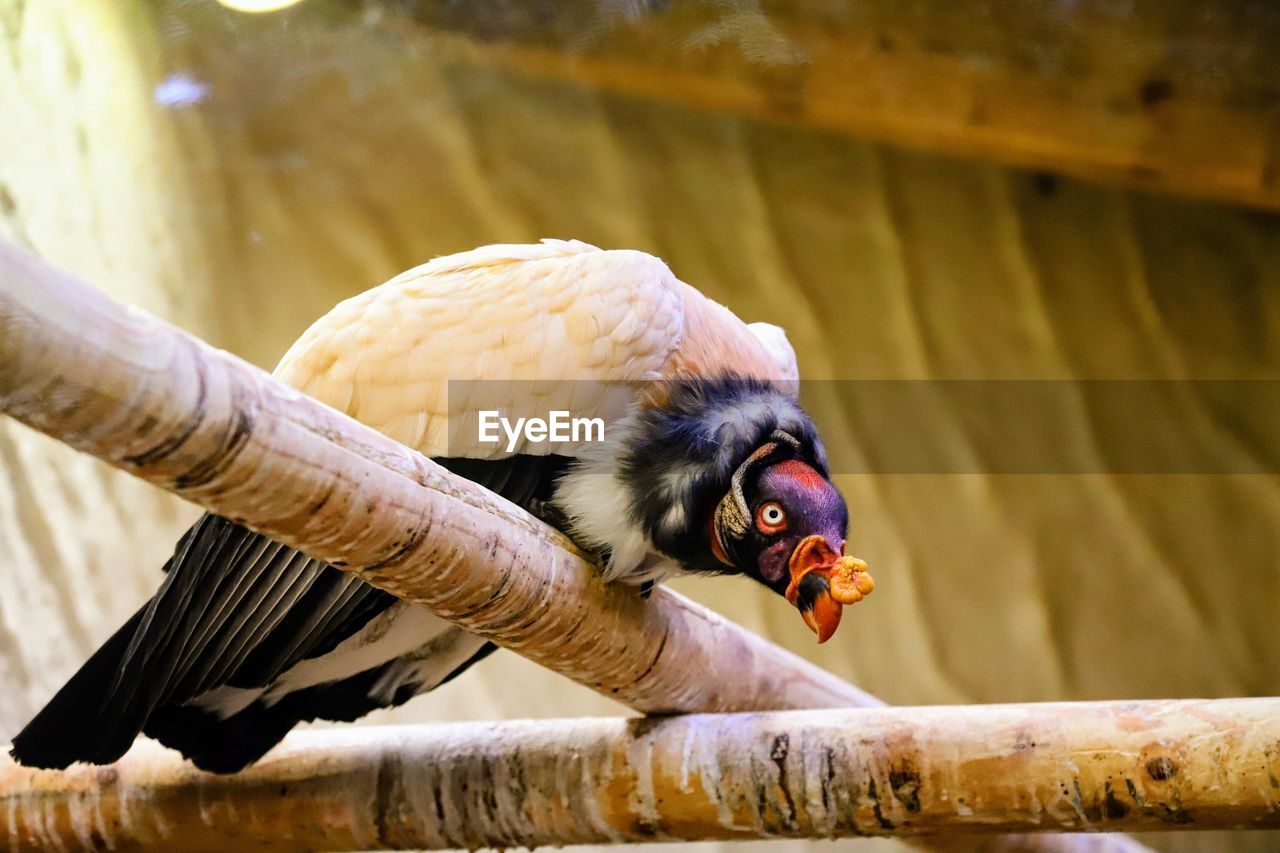 View of bird perching on branch