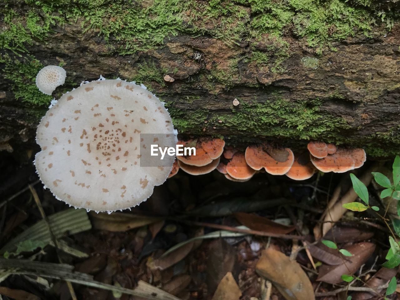 CLOSE-UP OF MUSHROOMS GROWING ON TREE