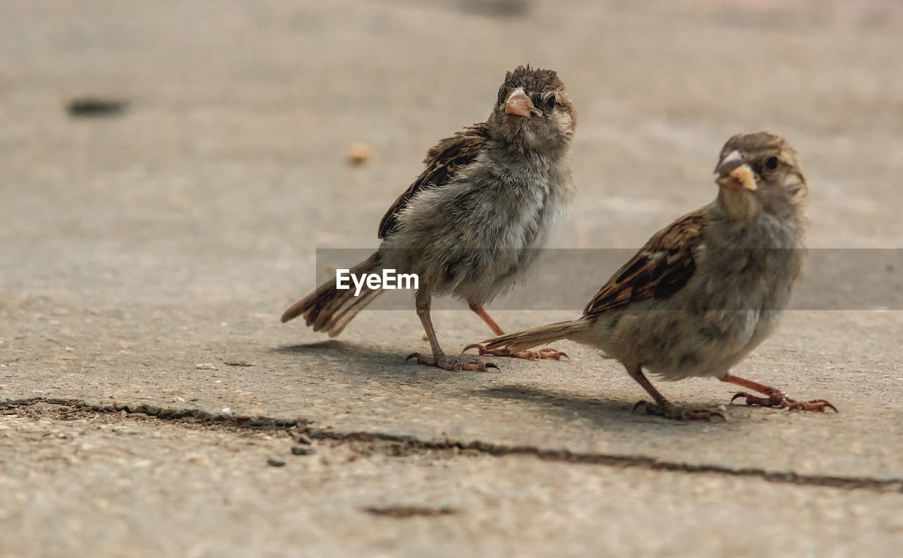 Close-up of birds eating