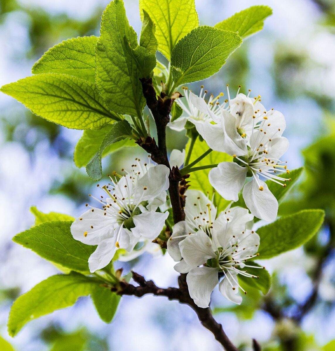 Close up of apple blossoms