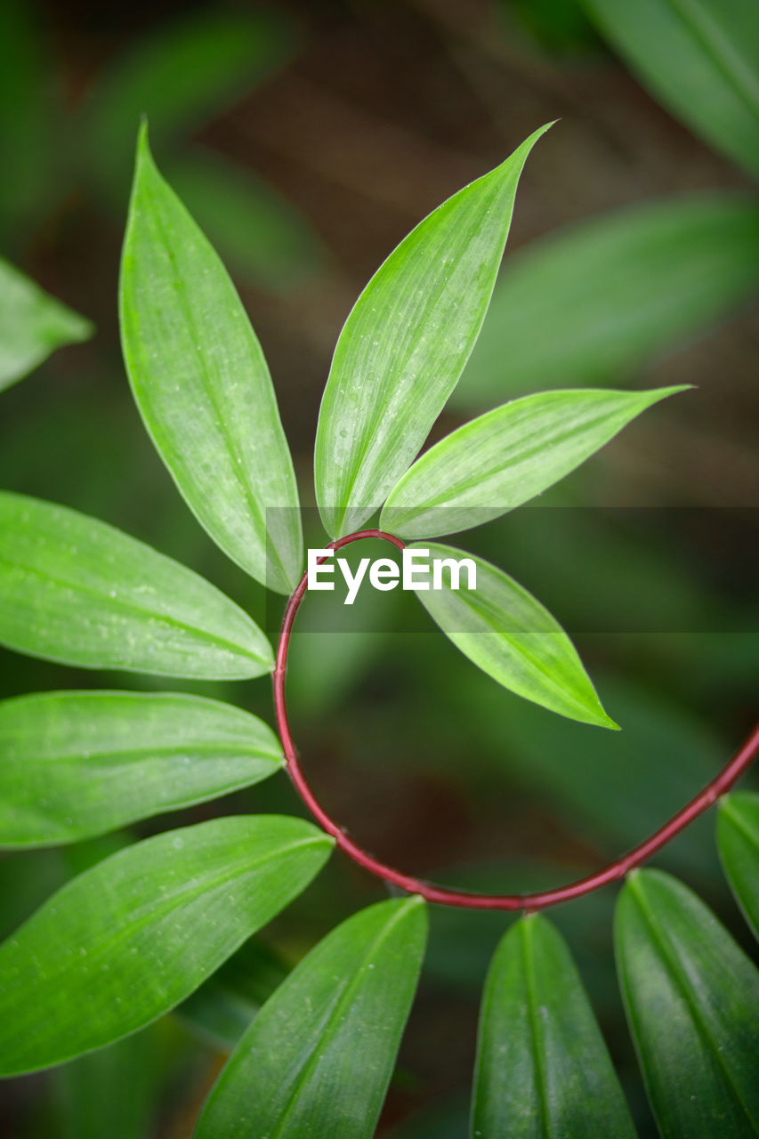 Close-up of green leaves