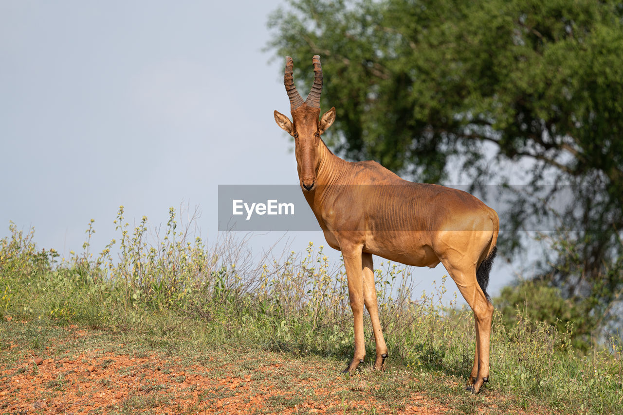 Hartebeest, alcelaphus lelwel, murchison falls national park, uganda