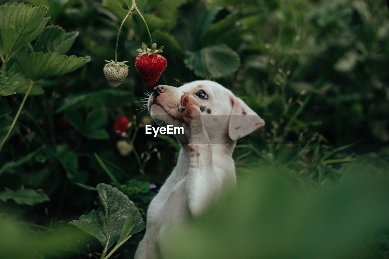 Close-up of fruit with puppy