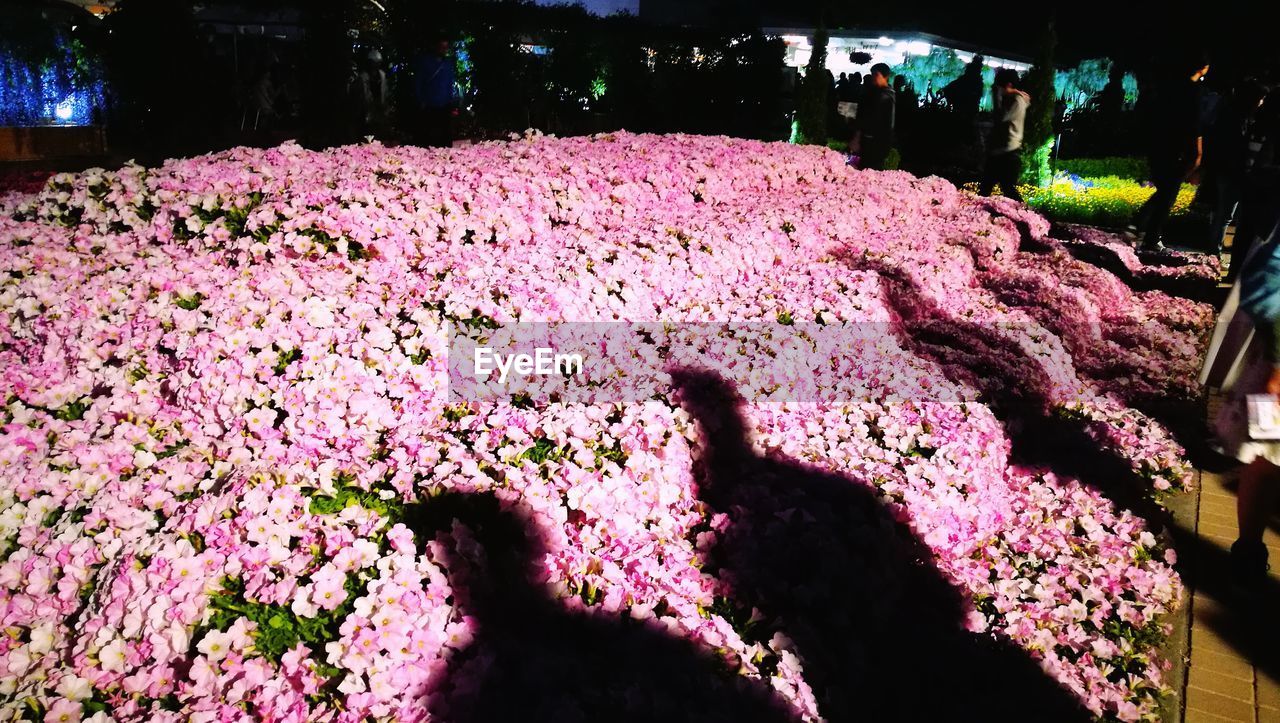 SHADOW OF PINK FLOWER TREE