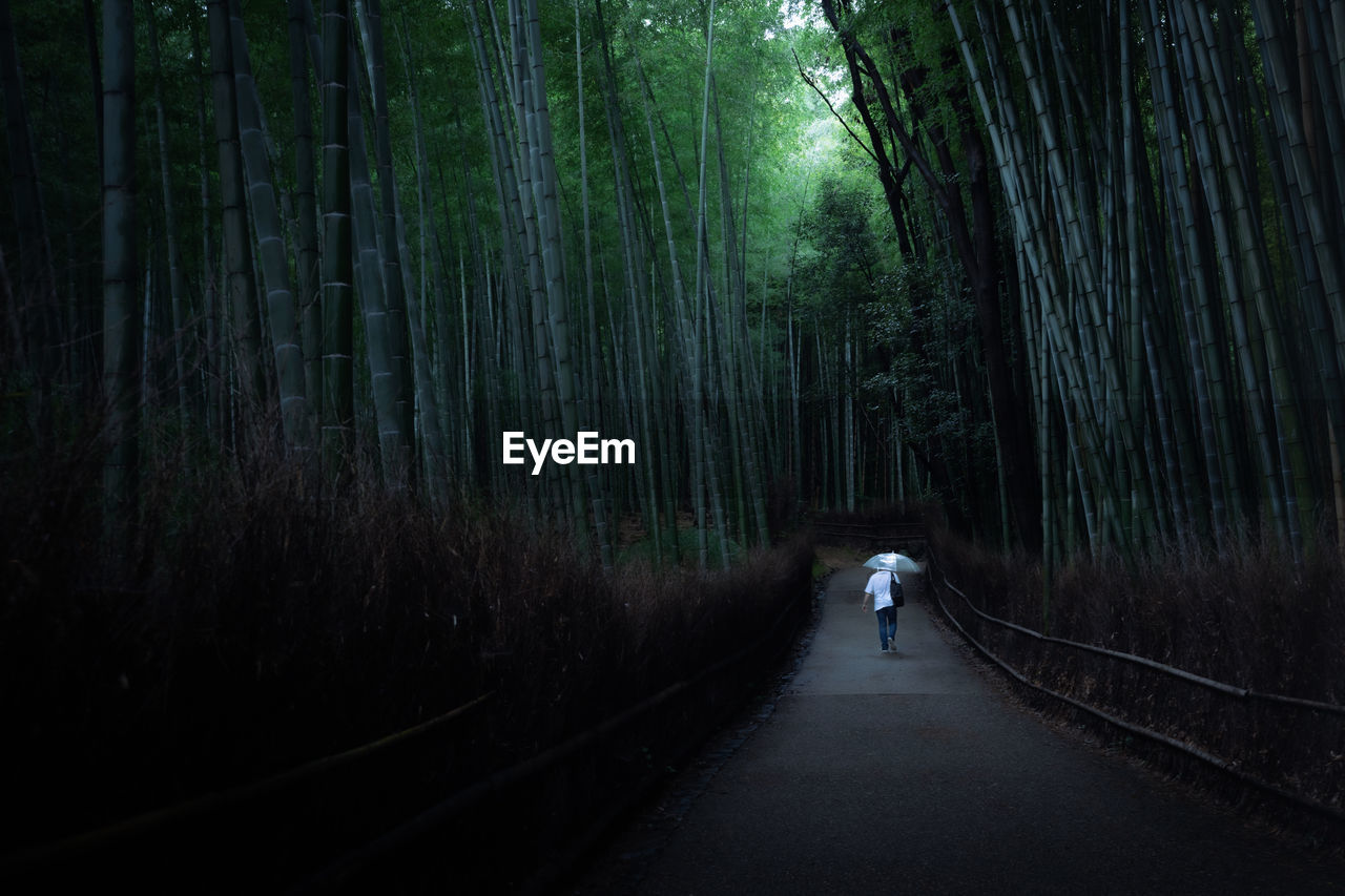 A person walking through the bamboo thicket with an umbrella.