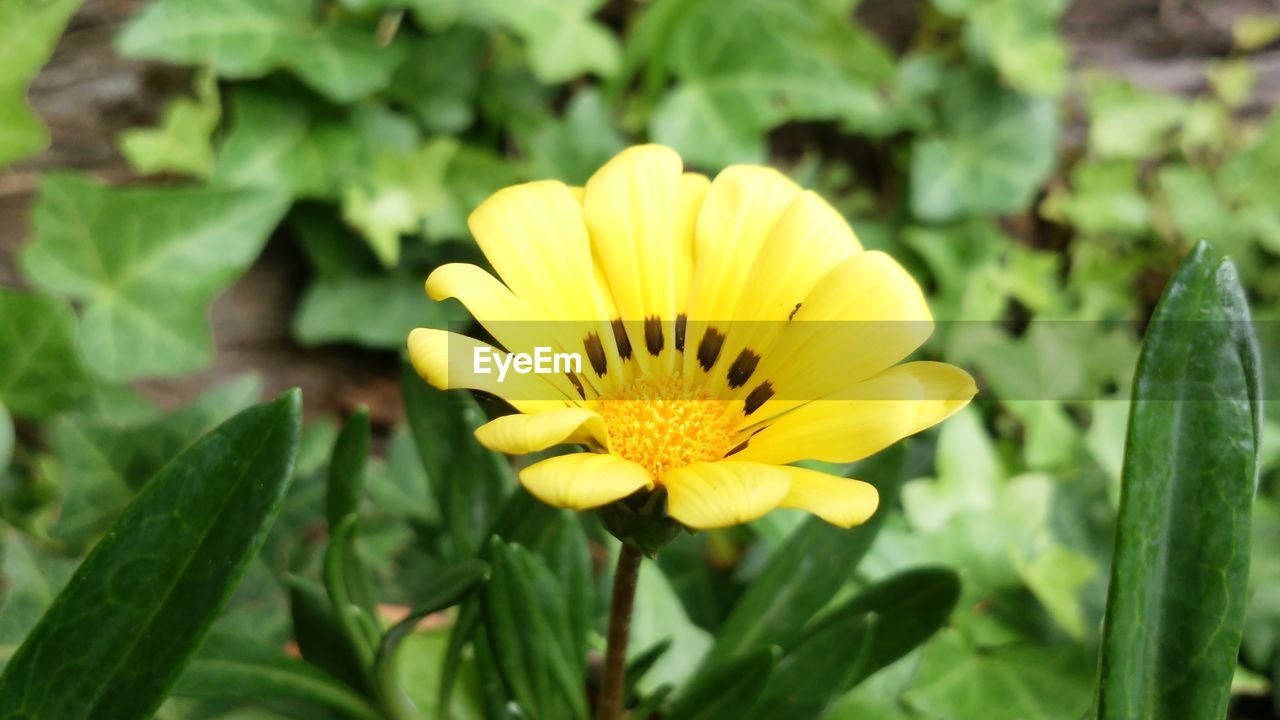 CLOSE-UP OF YELLOW FLOWER BLOOMING