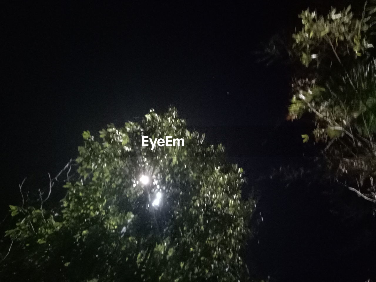 LOW ANGLE VIEW OF ILLUMINATED TREE AGAINST CLEAR SKY