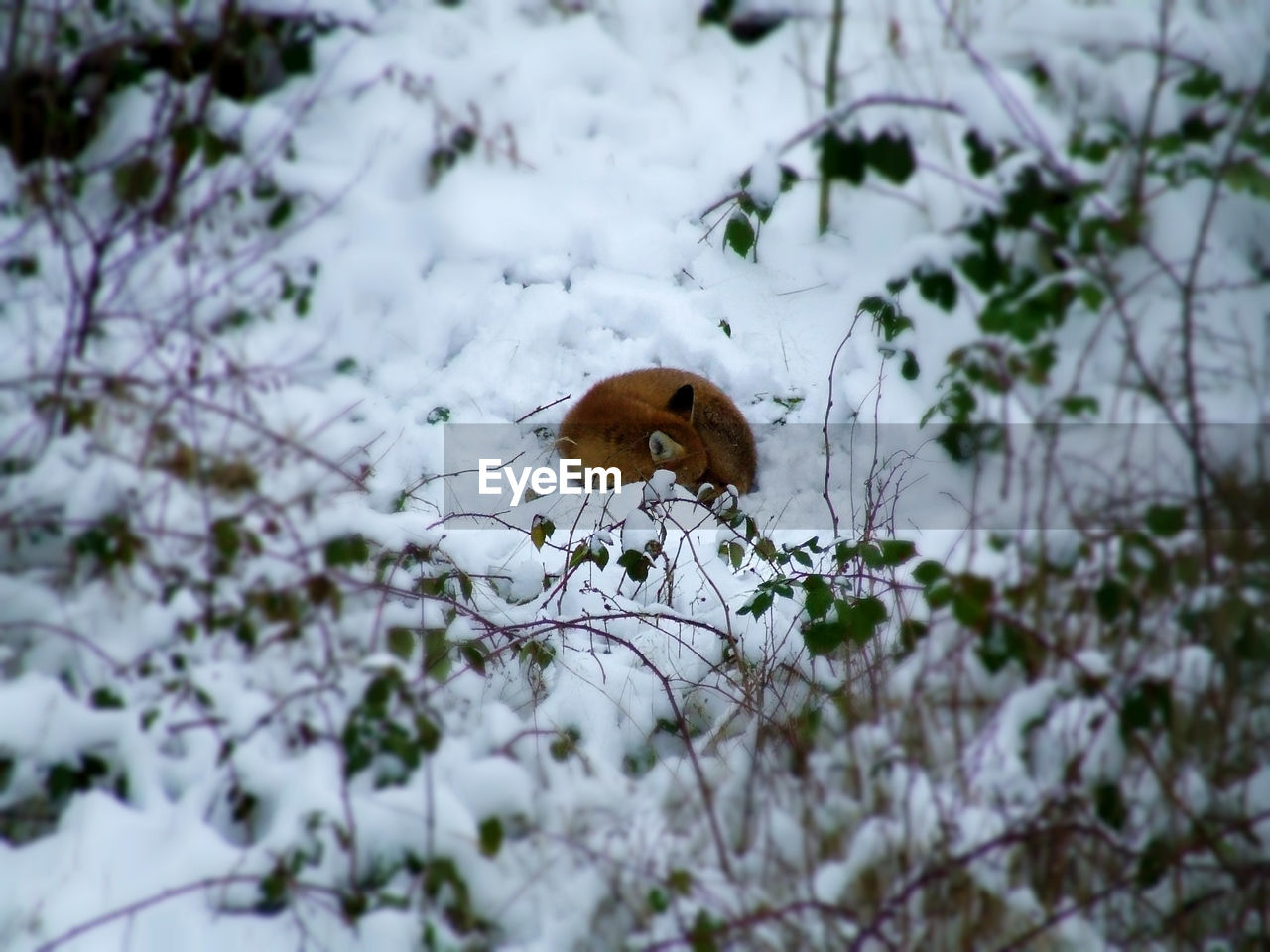 High angle view of dog sleeping on snowy field