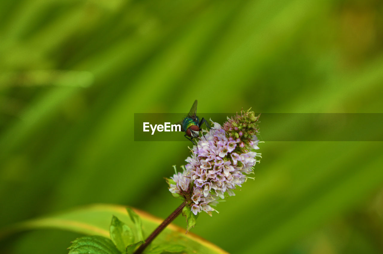 CLOSE-UP OF INSECT ON FLOWER