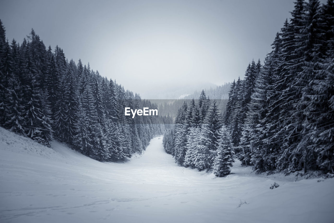 Trees on snow covered landscape against sky