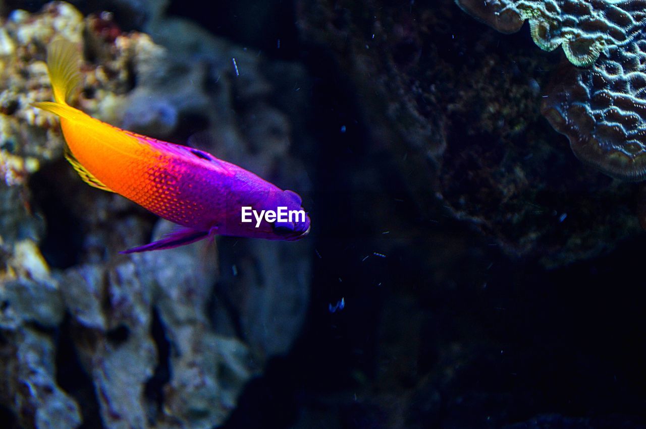 Close-up of fish swimming in sea