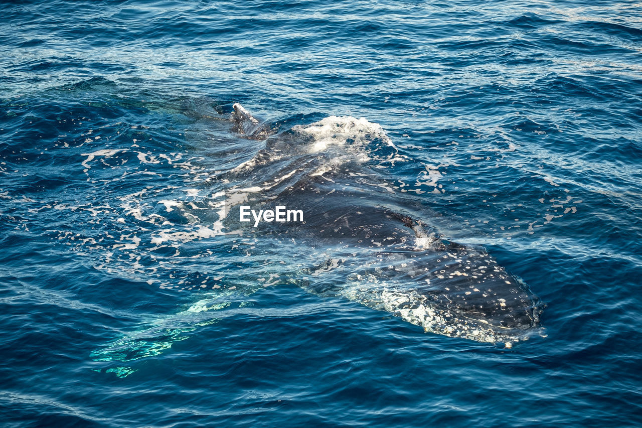 High angle view of humpback whale swimming in open sea
