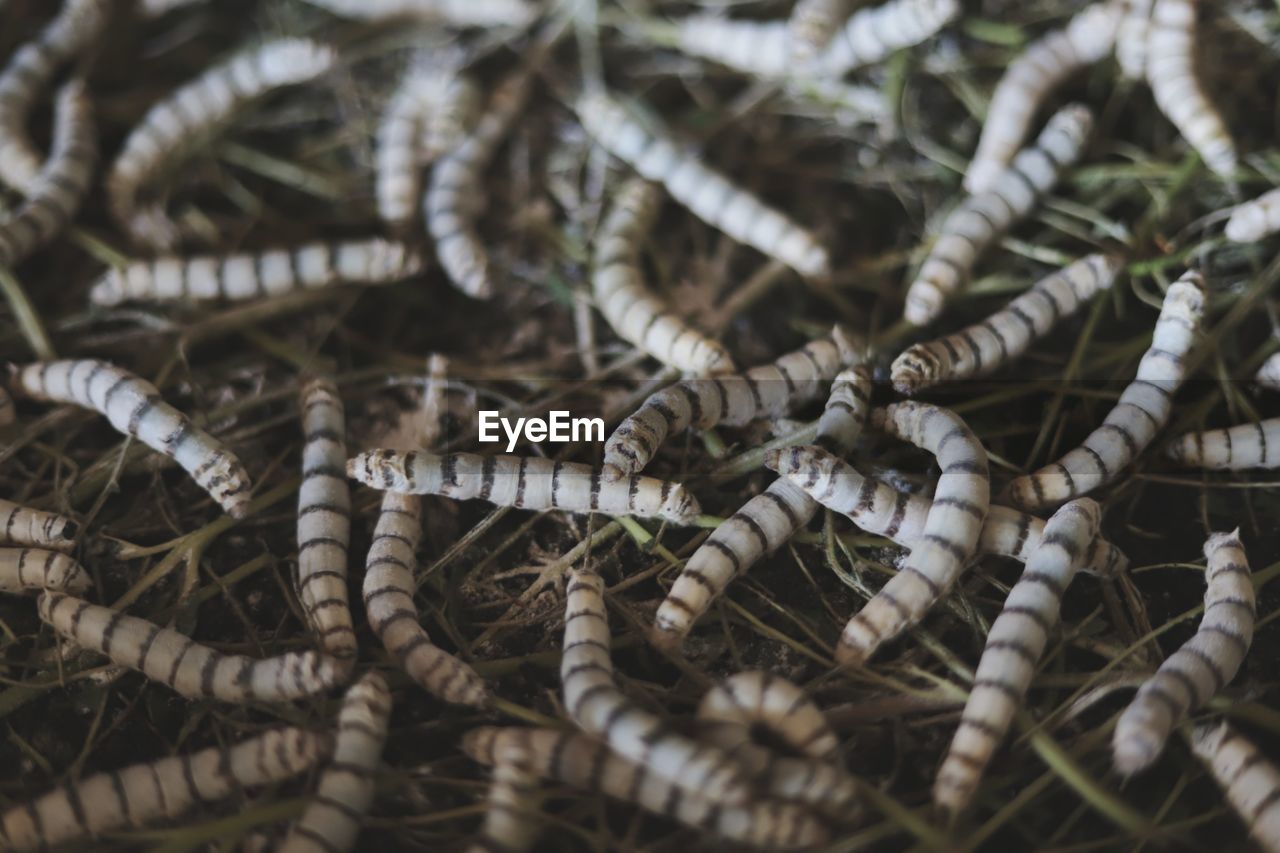 Close-up of worms on grass