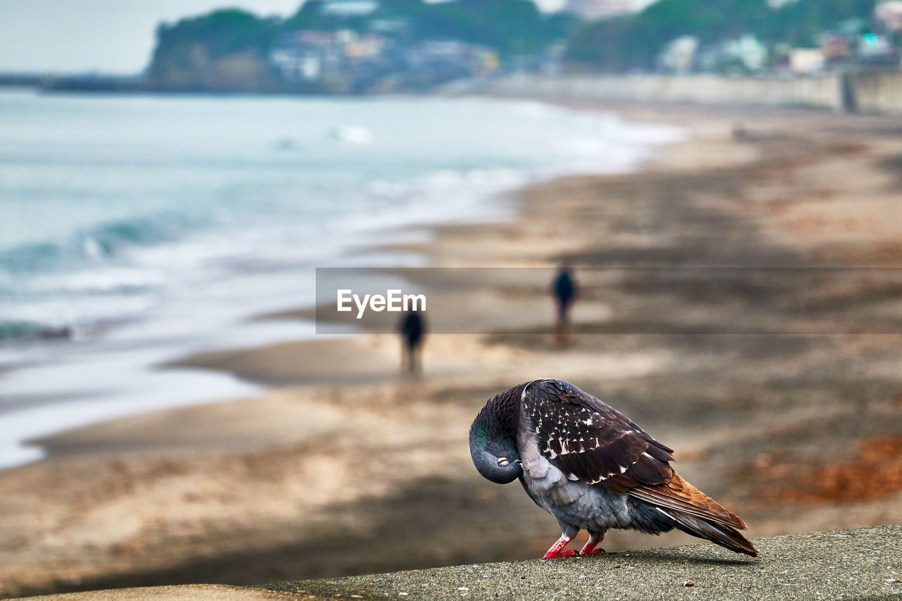 animal, animal themes, water, beach, land, sea, animal wildlife, wildlife, bird, nature, one animal, focus on foreground, day, sand, outdoors, beauty in nature, full length, travel destinations, no people, motion, shore, wave, sky, ocean