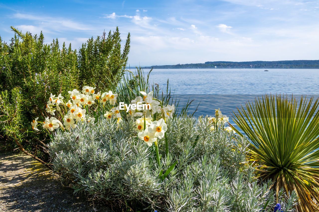 plant, nature, water, beauty in nature, sky, flower, flowering plant, sea, land, grass, scenics - nature, tranquility, no people, cloud, tree, tranquil scene, growth, environment, beach, day, travel destinations, outdoors, landscape, sunlight, travel, freshness, vegetation, non-urban scene, coast, green, blue, idyllic, tourism, summer, wildflower, holiday, shore