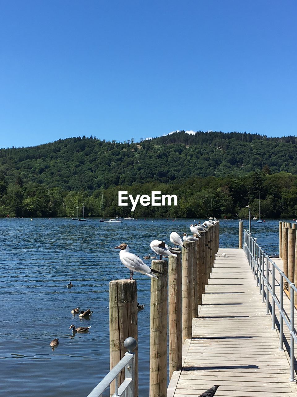 VIEW OF SEAGULLS ON LAKE