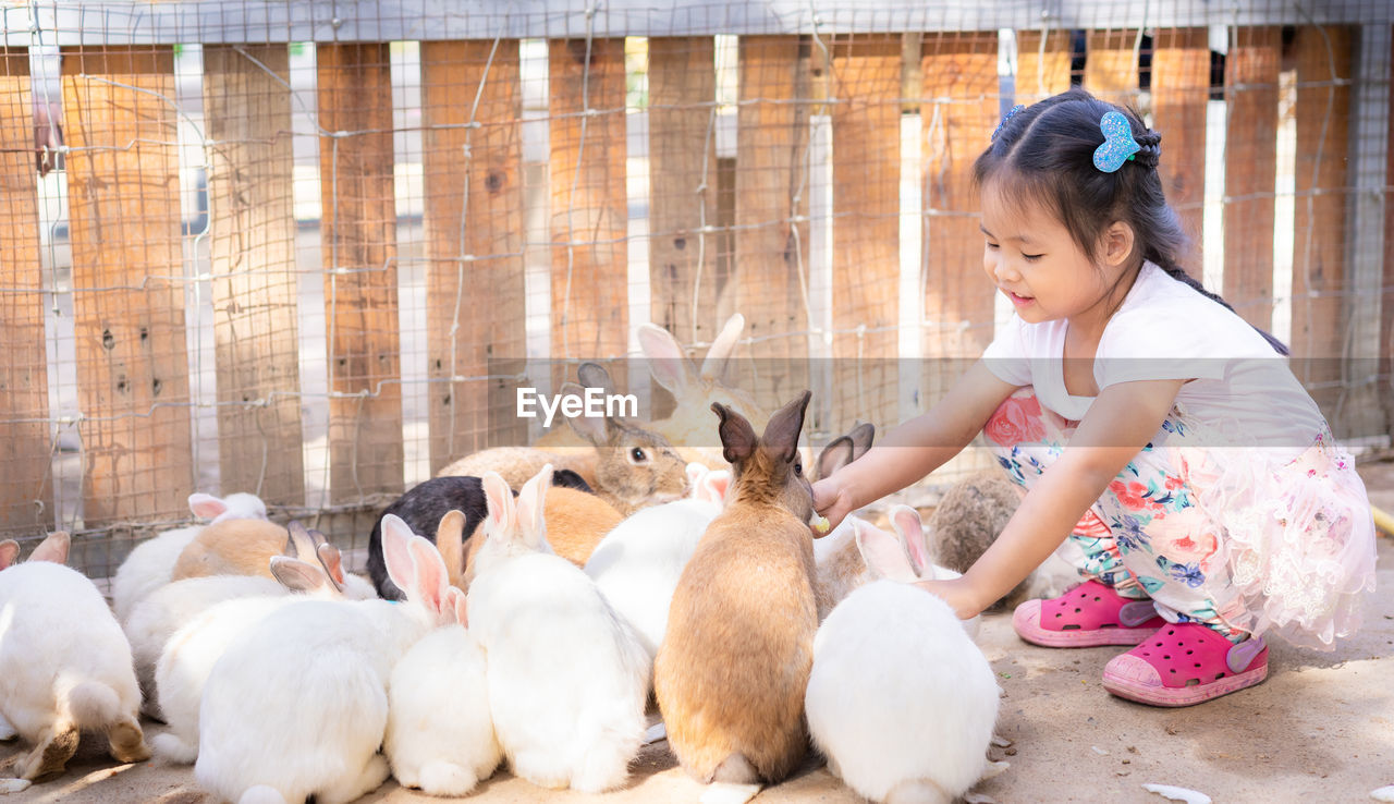 Side view of cute girl crouching by rabbits