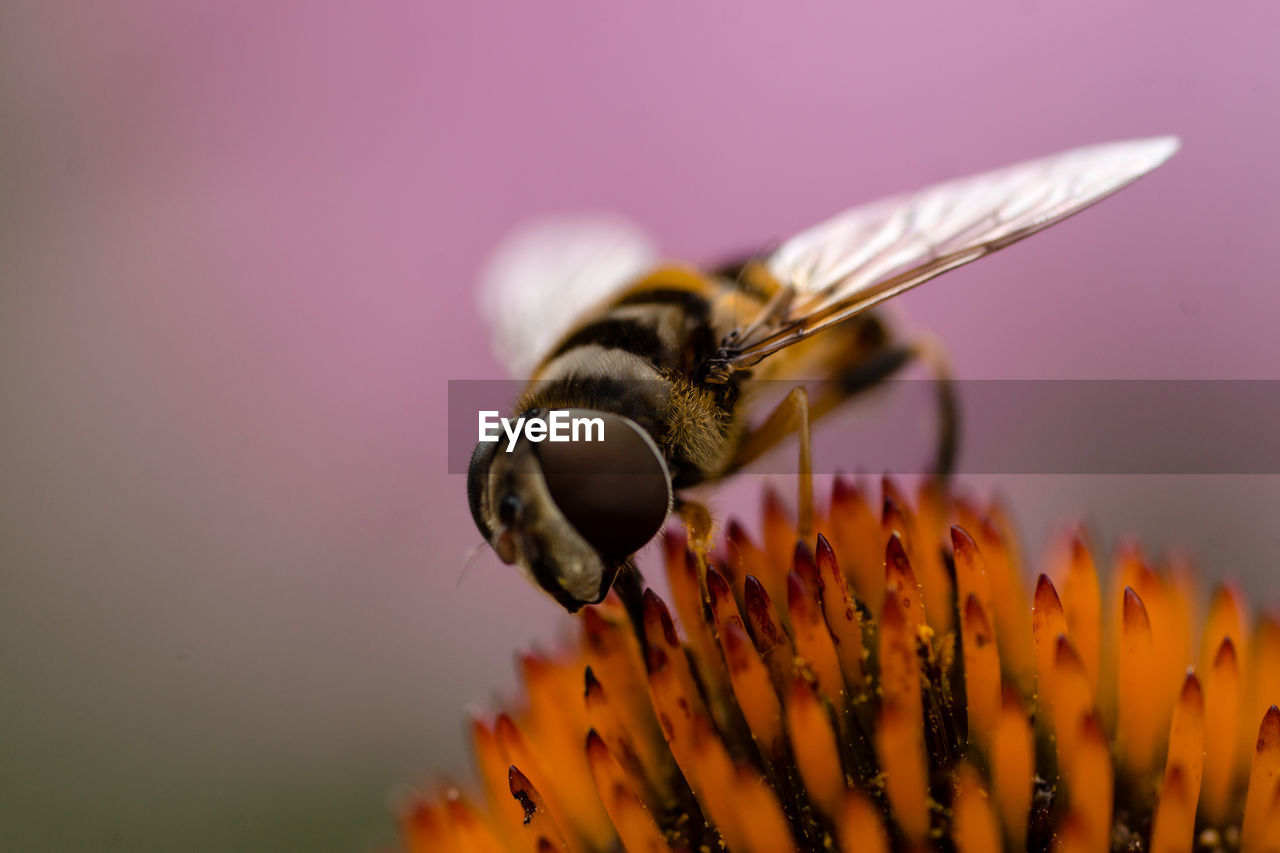 CLOSE-UP OF HONEY BEE POLLINATING ON FLOWER