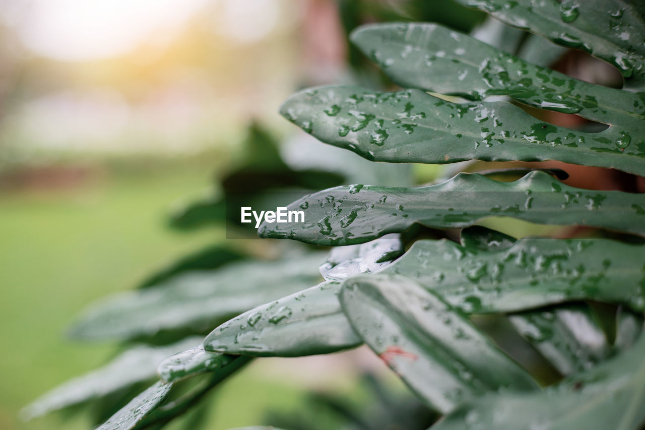 close-up of wet plant