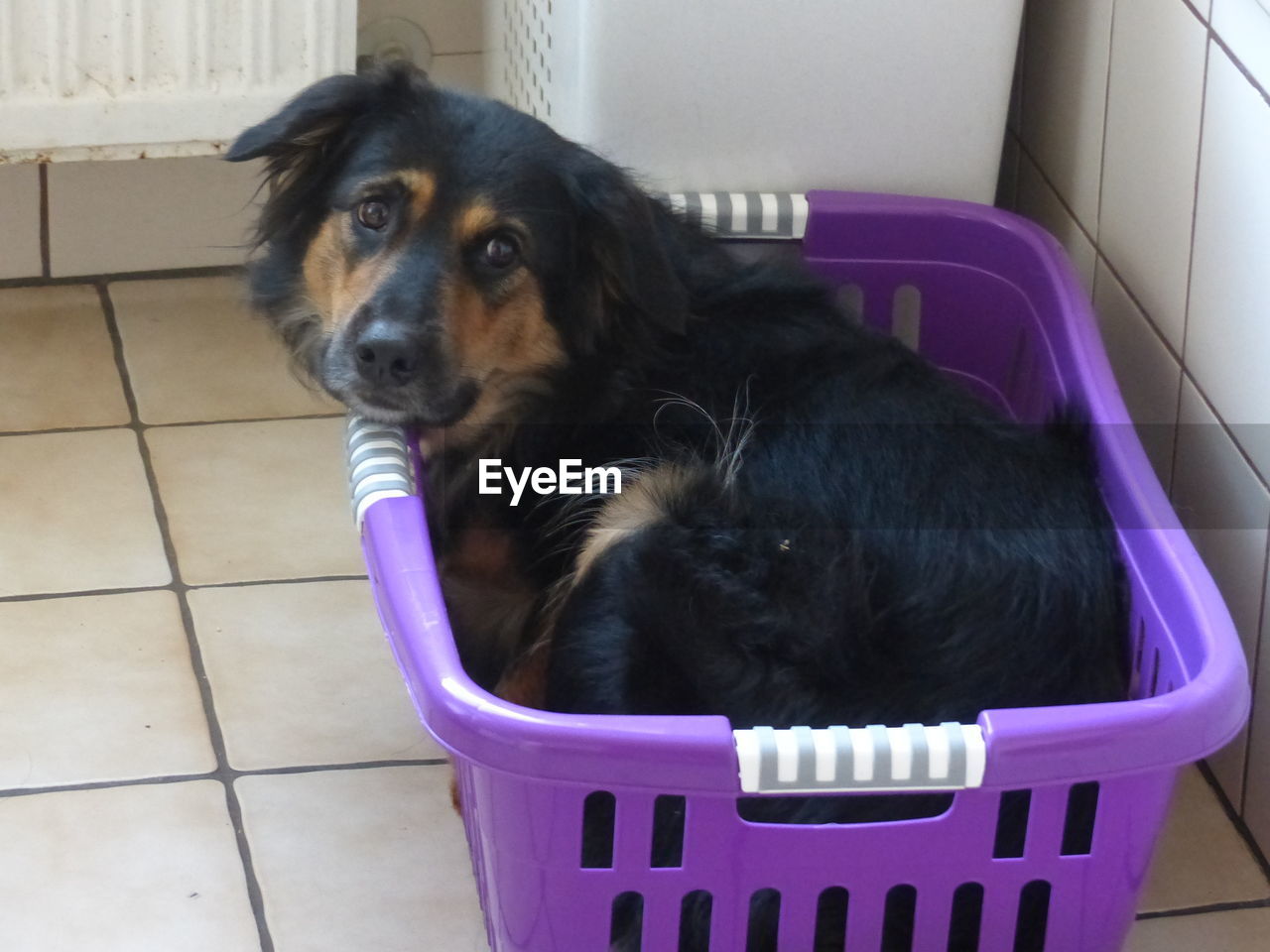 BLACK DOG LOOKING AWAY WHILE SITTING IN BASKET