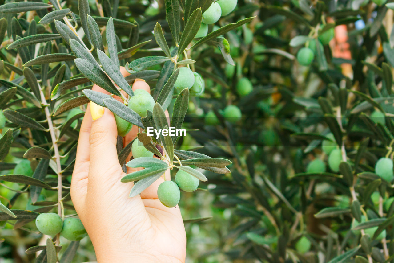 Cropped hand holding plant