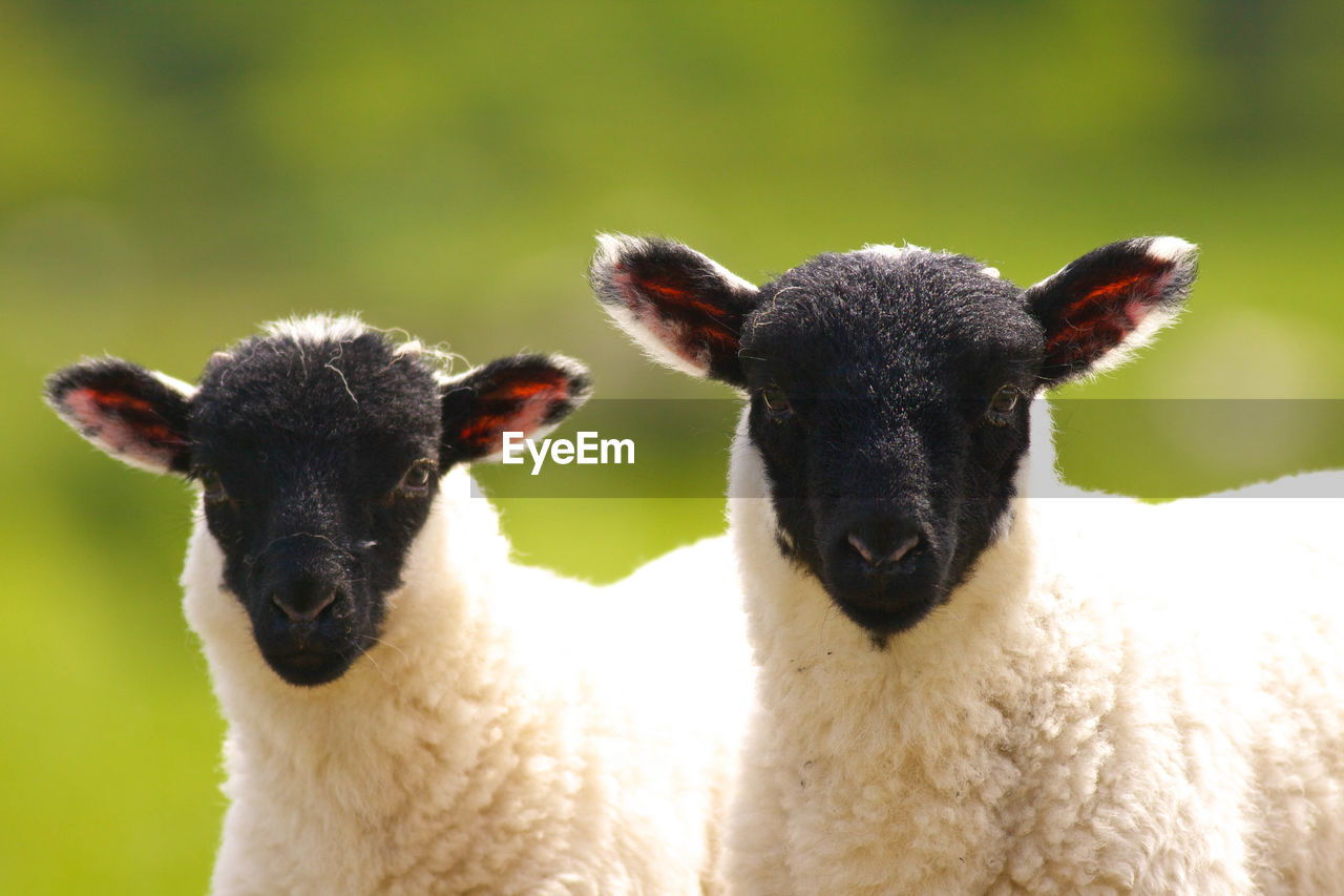CLOSE-UP PORTRAIT OF SHEEP ON A LAND