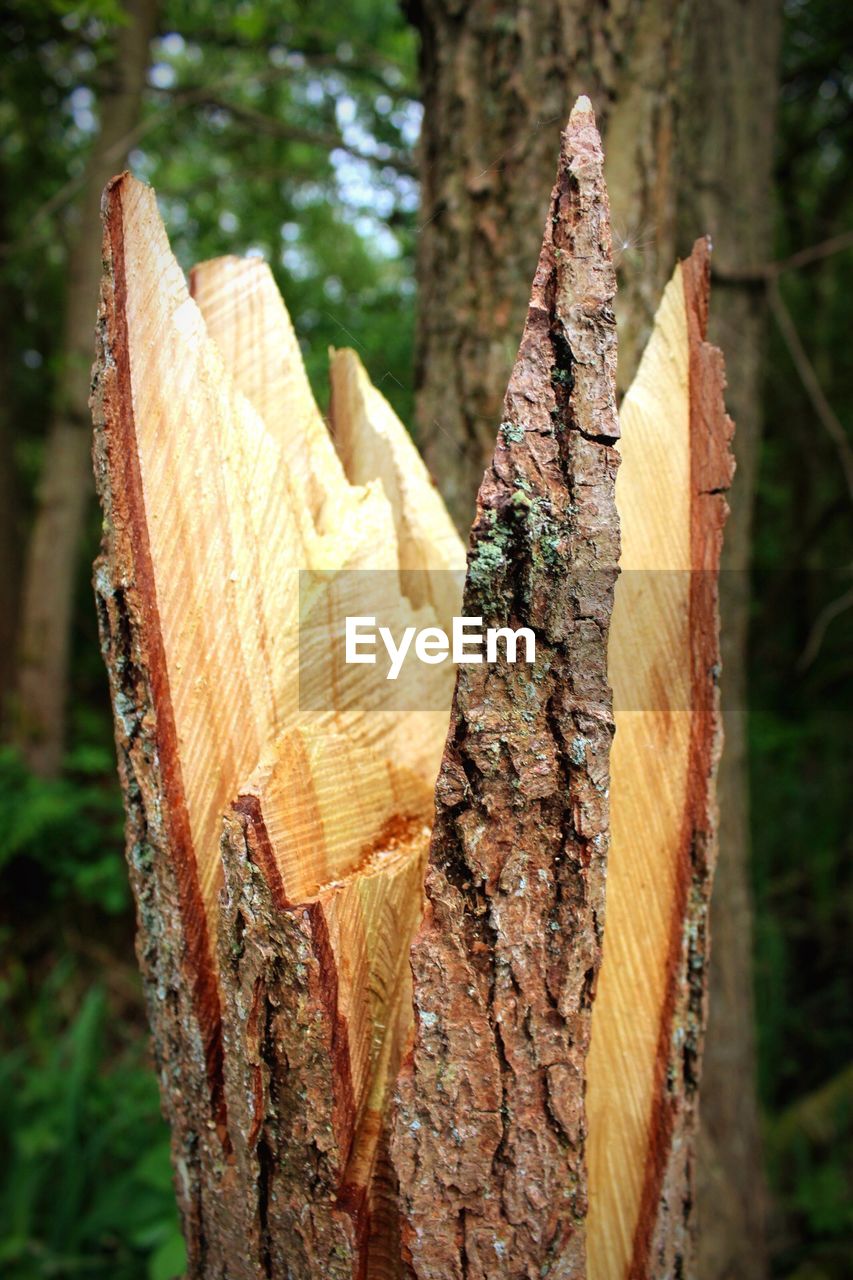 CLOSE-UP OF TREE STUMP ON LOG