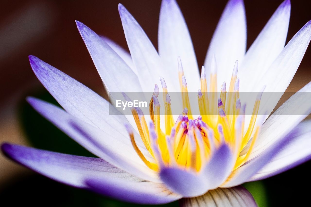 Close-up of purple water lily