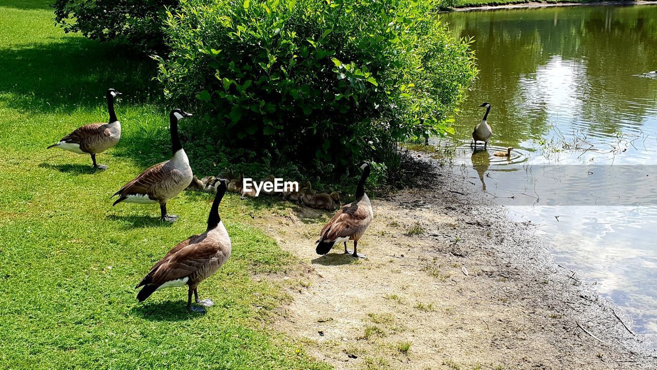 FLOCK OF BIRDS ON LAKE