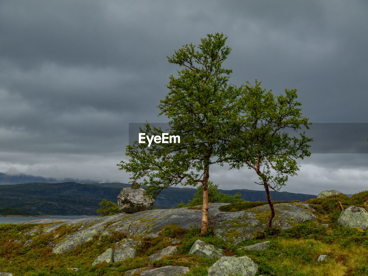 cloud, nature, plant, sky, tree, environment, beauty in nature, landscape, scenics - nature, land, hill, storm cloud, water, no people, overcast, storm, wilderness, tranquility, dramatic sky, non-urban scene, cloudscape, outdoors, sea, tranquil scene, travel destinations, grass, travel, leaf, rock, coniferous tree, coast, day, green, tourism, pinaceae, pine tree, forest, beach