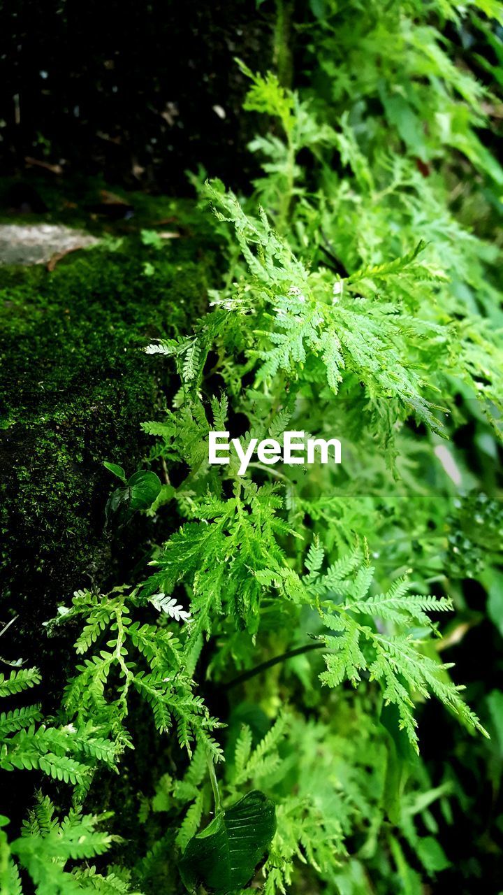 Close-up of plants growing outdoors