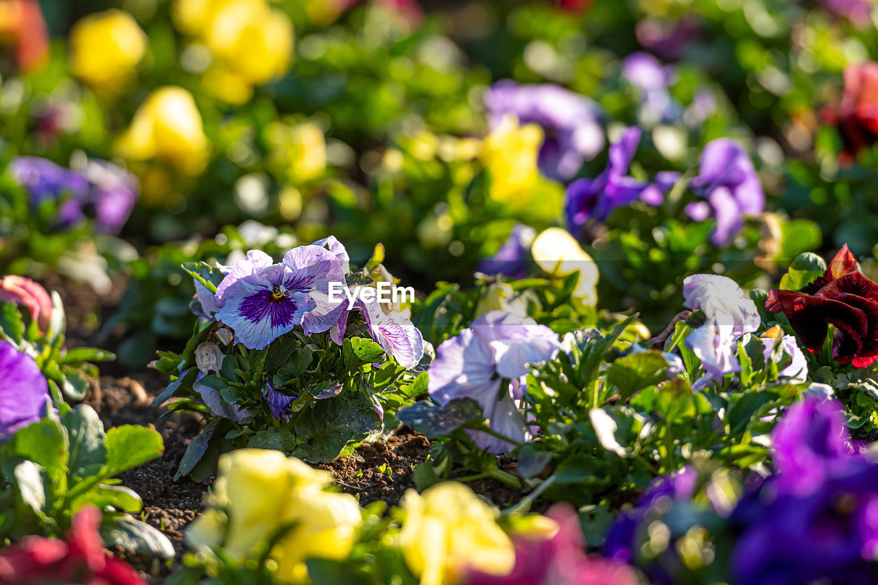 Flower bed with colorful pansies in the spring morning sun, close-up, selective focus